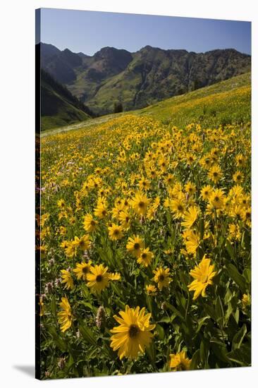 Sunflowers Meadow, Little Cottonwood Canyon, Albion Basin, Utah, USA-Charles Gurche-Stretched Canvas