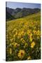 Sunflowers Meadow, Little Cottonwood Canyon, Albion Basin, Utah, USA-Charles Gurche-Stretched Canvas