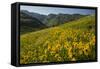 Sunflowers Meadow, Little Cottonwood Canyon, Utah, USA-Charles Gurche-Framed Stretched Canvas