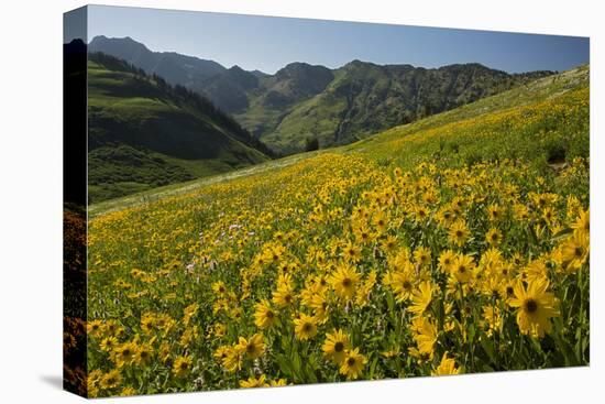 Sunflowers Meadow, Little Cottonwood Canyon, Utah, USA-Charles Gurche-Stretched Canvas