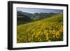 Sunflowers Meadow, Little Cottonwood Canyon, Utah, USA-Charles Gurche-Framed Photographic Print