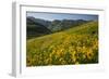 Sunflowers Meadow, Little Cottonwood Canyon, Utah, USA-Charles Gurche-Framed Photographic Print