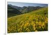 Sunflowers Meadow, Little Cottonwood Canyon, Utah, USA-Charles Gurche-Framed Photographic Print