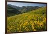 Sunflowers Meadow, Little Cottonwood Canyon, Utah, USA-Charles Gurche-Framed Photographic Print