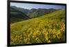 Sunflowers Meadow, Little Cottonwood Canyon, Utah, USA-Charles Gurche-Framed Photographic Print