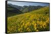 Sunflowers Meadow, Little Cottonwood Canyon, Utah, USA-Charles Gurche-Framed Stretched Canvas