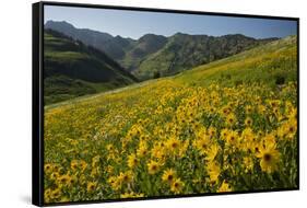 Sunflowers Meadow, Little Cottonwood Canyon, Utah, USA-Charles Gurche-Framed Stretched Canvas