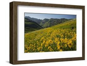 Sunflowers Meadow, Little Cottonwood Canyon, Utah, USA-Charles Gurche-Framed Photographic Print