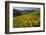 Sunflowers Meadow, Little Cottonwood Canyon, Utah, USA-Charles Gurche-Framed Photographic Print