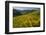 Sunflowers Meadow, Little Cottonwood Canyon, Utah, USA-Charles Gurche-Framed Photographic Print