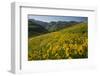 Sunflowers Meadow, Little Cottonwood Canyon, Utah, USA-Charles Gurche-Framed Photographic Print