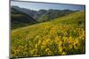 Sunflowers Meadow, Little Cottonwood Canyon, Utah, USA-Charles Gurche-Mounted Photographic Print