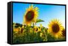 Sunflowers, Near Chalabre, Aude, France, Europe-James Strachan-Framed Stretched Canvas