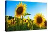 Sunflowers, Near Chalabre, Aude, France, Europe-James Strachan-Stretched Canvas