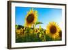 Sunflowers, Near Chalabre, Aude, France, Europe-James Strachan-Framed Photographic Print