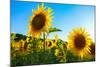 Sunflowers, Near Chalabre, Aude, France, Europe-James Strachan-Mounted Photographic Print