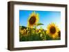 Sunflowers, Near Chalabre, Aude, France, Europe-James Strachan-Framed Photographic Print