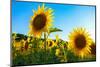 Sunflowers, Near Chalabre, Aude, France, Europe-James Strachan-Mounted Photographic Print