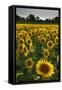 Sunflowers, Near Chalabre, Aude, France, Europe-James Strachan-Framed Stretched Canvas