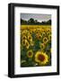 Sunflowers, Near Chalabre, Aude, France, Europe-James Strachan-Framed Photographic Print