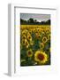 Sunflowers, Near Chalabre, Aude, France, Europe-James Strachan-Framed Photographic Print