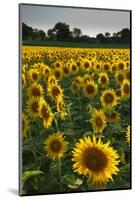 Sunflowers, Near Chalabre, Aude, France, Europe-James Strachan-Mounted Photographic Print