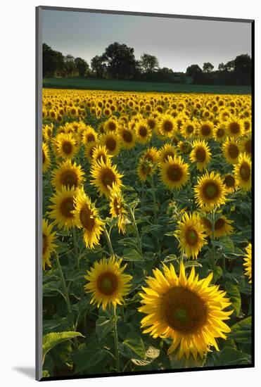 Sunflowers, Near Chalabre, Aude, France, Europe-James Strachan-Mounted Photographic Print