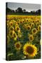 Sunflowers, Near Chalabre, Aude, France, Europe-James Strachan-Stretched Canvas