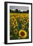 Sunflowers, Near Chalabre, Aude, France, Europe-James Strachan-Framed Photographic Print