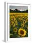 Sunflowers, Near Chalabre, Aude, France, Europe-James Strachan-Framed Photographic Print