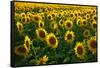 Sunflowers, Near Chalabre, Aude, France, Europe-James Strachan-Framed Stretched Canvas