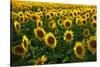 Sunflowers, Near Chalabre, Aude, France, Europe-James Strachan-Stretched Canvas