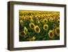 Sunflowers, Near Chalabre, Aude, France, Europe-James Strachan-Framed Photographic Print