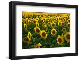 Sunflowers, Near Chalabre, Aude, France, Europe-James Strachan-Framed Photographic Print