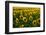 Sunflowers, Near Chalabre, Aude, France, Europe-James Strachan-Framed Photographic Print