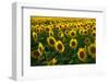 Sunflowers, Near Chalabre, Aude, France, Europe-James Strachan-Framed Photographic Print