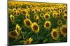 Sunflowers, Near Chalabre, Aude, France, Europe-James Strachan-Mounted Photographic Print