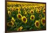 Sunflowers, Near Chalabre, Aude, France, Europe-James Strachan-Framed Photographic Print