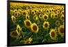 Sunflowers, Near Chalabre, Aude, France, Europe-James Strachan-Framed Photographic Print