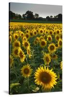 Sunflowers, Near Chalabre, Aude, France, Europe-James Strachan-Stretched Canvas