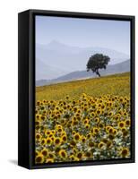 Sunflowers, Near Ronda, Andalucia, Spain, Europe-Mark Banks-Framed Stretched Canvas