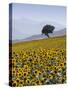 Sunflowers, Near Ronda, Andalucia, Spain, Europe-Mark Banks-Stretched Canvas