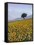 Sunflowers, Near Ronda, Andalucia, Spain, Europe-Mark Banks-Framed Stretched Canvas