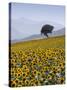 Sunflowers, Near Ronda, Andalucia, Spain, Europe-Mark Banks-Stretched Canvas