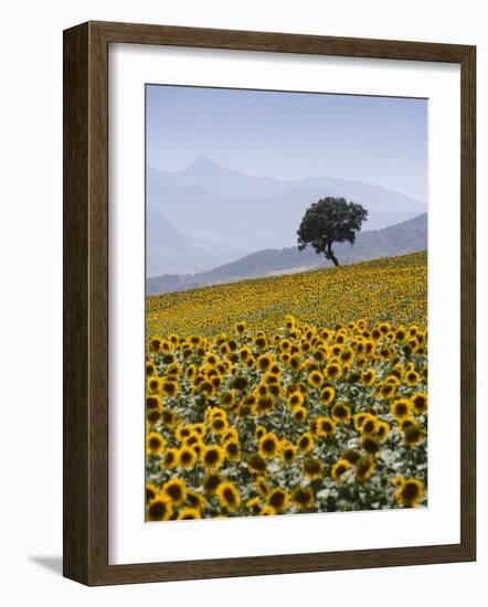 Sunflowers, Near Ronda, Andalucia, Spain, Europe-Mark Banks-Framed Photographic Print