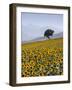 Sunflowers, Near Ronda, Andalucia, Spain, Europe-Mark Banks-Framed Photographic Print