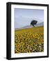 Sunflowers, Near Ronda, Andalucia, Spain, Europe-Mark Banks-Framed Photographic Print