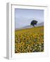 Sunflowers, Near Ronda, Andalucia, Spain, Europe-Mark Banks-Framed Photographic Print