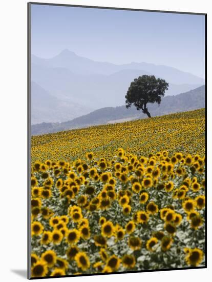 Sunflowers, Near Ronda, Andalucia, Spain, Europe-Mark Banks-Mounted Photographic Print