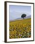 Sunflowers, Near Ronda, Andalucia, Spain, Europe-Mark Banks-Framed Photographic Print